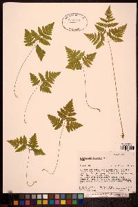 Gymnocarpium dryopteris image