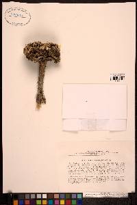 Media resource of Anabasis truncata