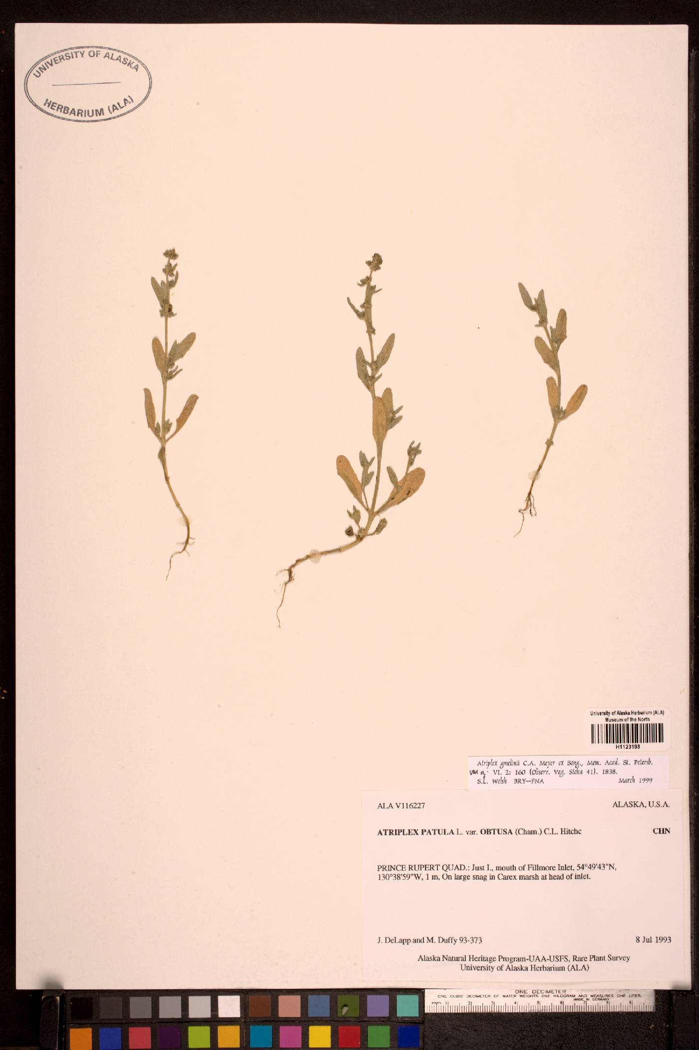 Atriplex gmelinii var. gmelinii image
