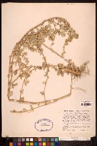 Atriplex leucophylla image