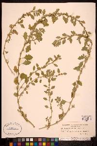 Chenopodium cristatum image