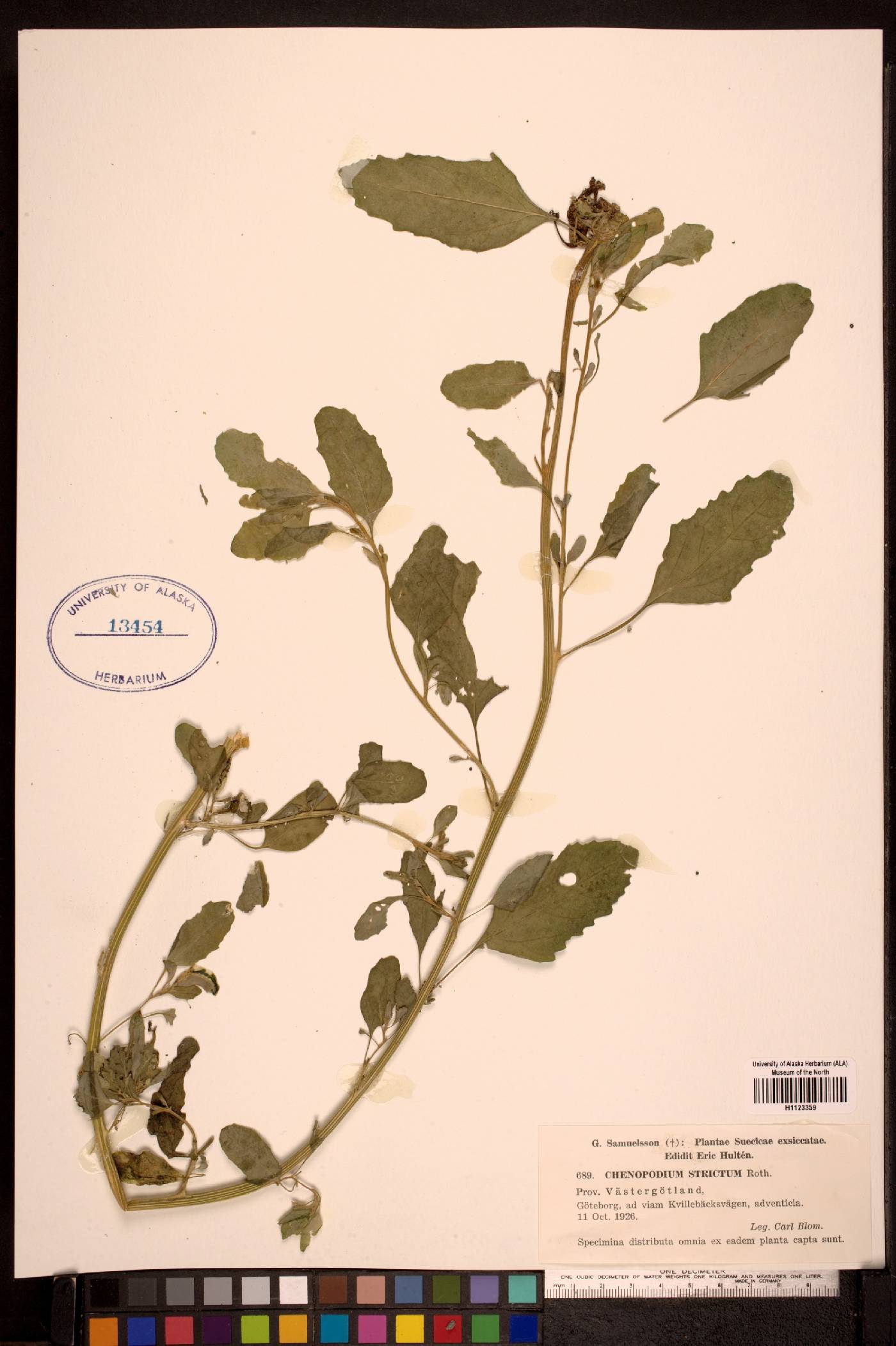 Chenopodium strictum image