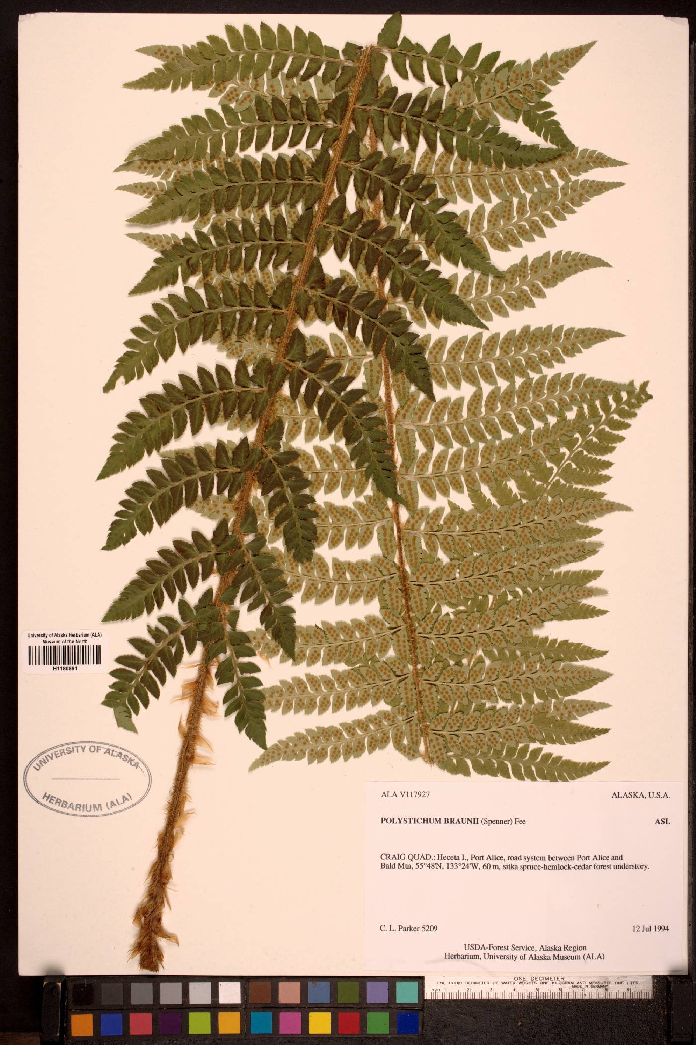 Polystichum braunii image