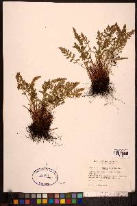 Woodsia ilvensis image