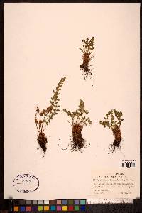 Woodsia ilvensis image