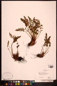 Woodsia ilvensis image