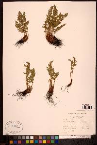 Woodsia ilvensis image