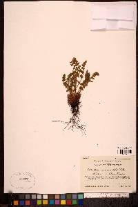 Woodsia ilvensis image