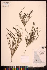 Suaeda calceoliformis image