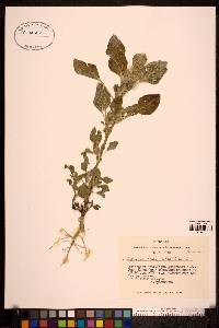 Amaranthus retroflexus image