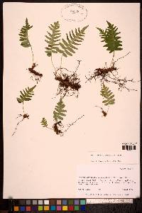 Polypodium glycyrrhiza image