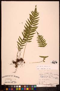 Polypodium glycyrrhiza image