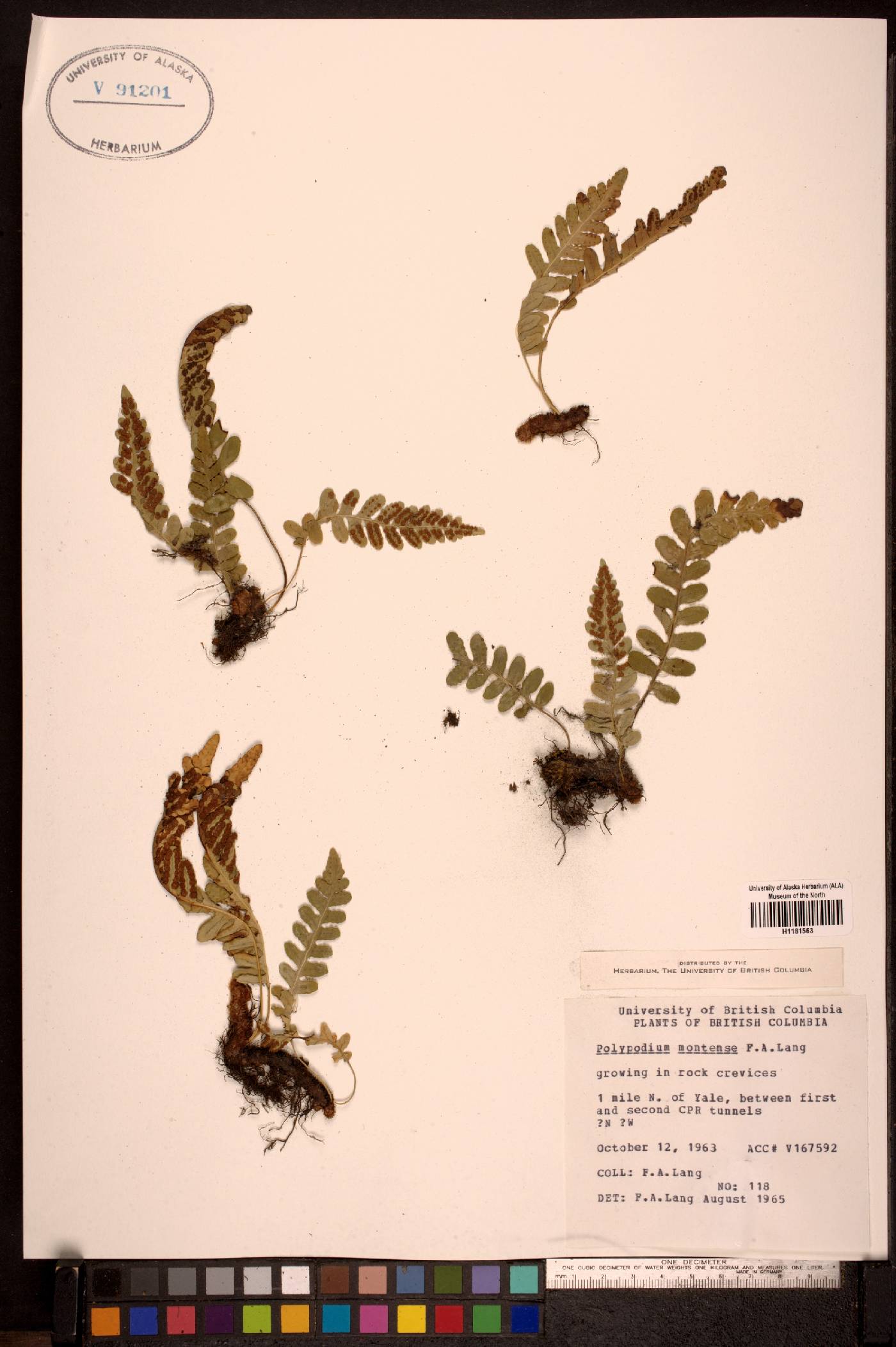 Polypodium montense image