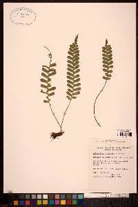 Polypodium montense image