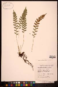 Polypodium montense image