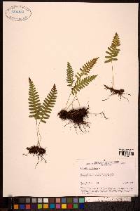 Polypodium sibiricum image