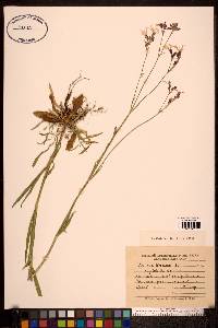 Image of Coronaria flos-cuculi