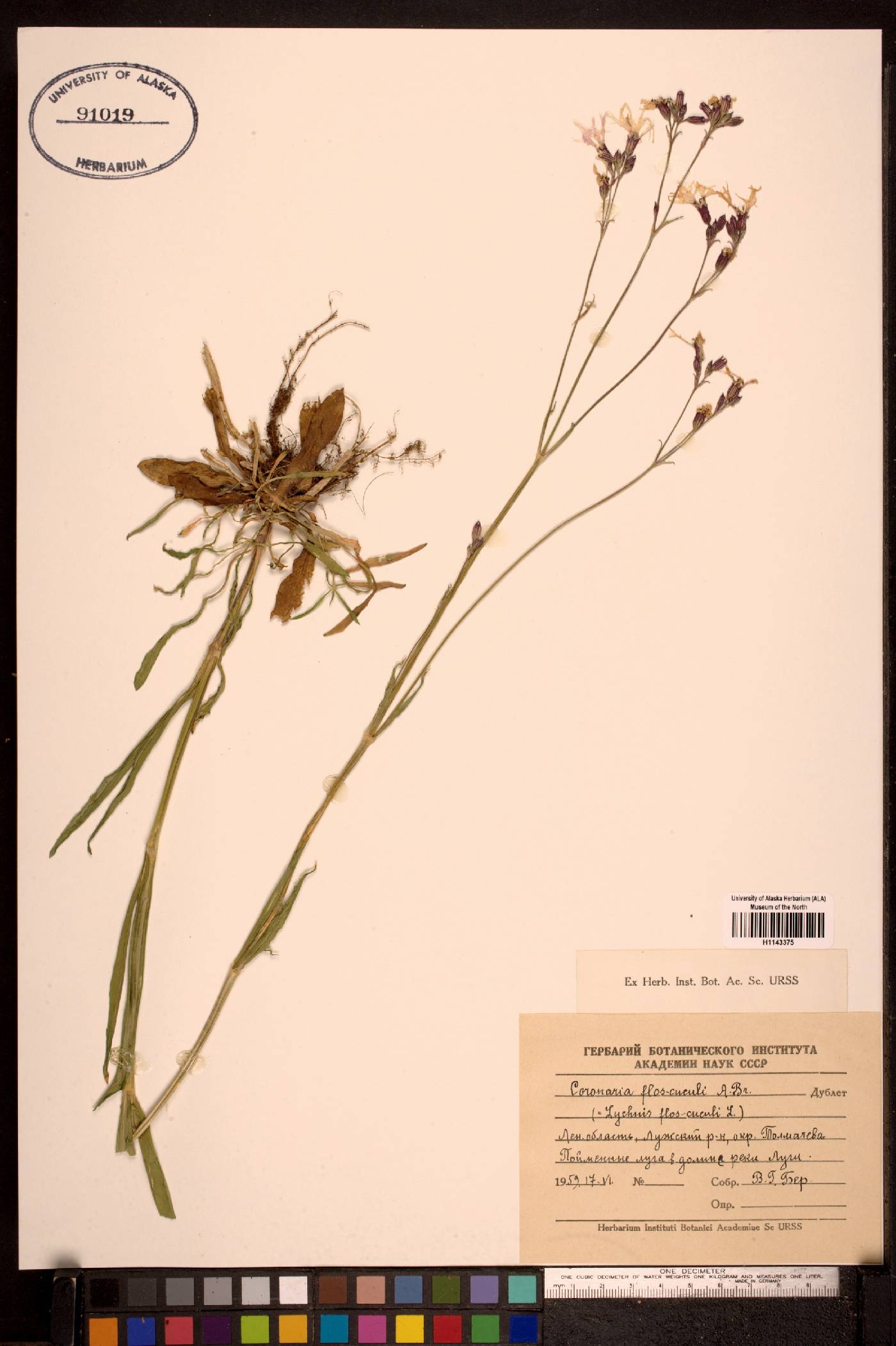 Coronaria flos-cuculi image