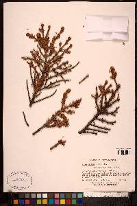 Picea mariana image