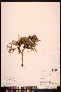 Cherleria obtusiloba image