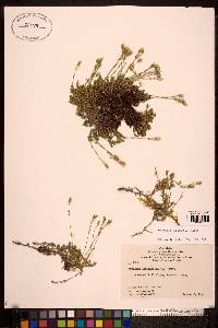 Cherleria yukonensis image