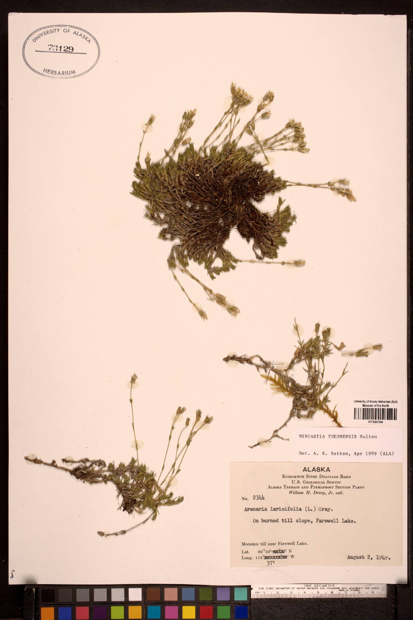 Cherleria yukonensis image