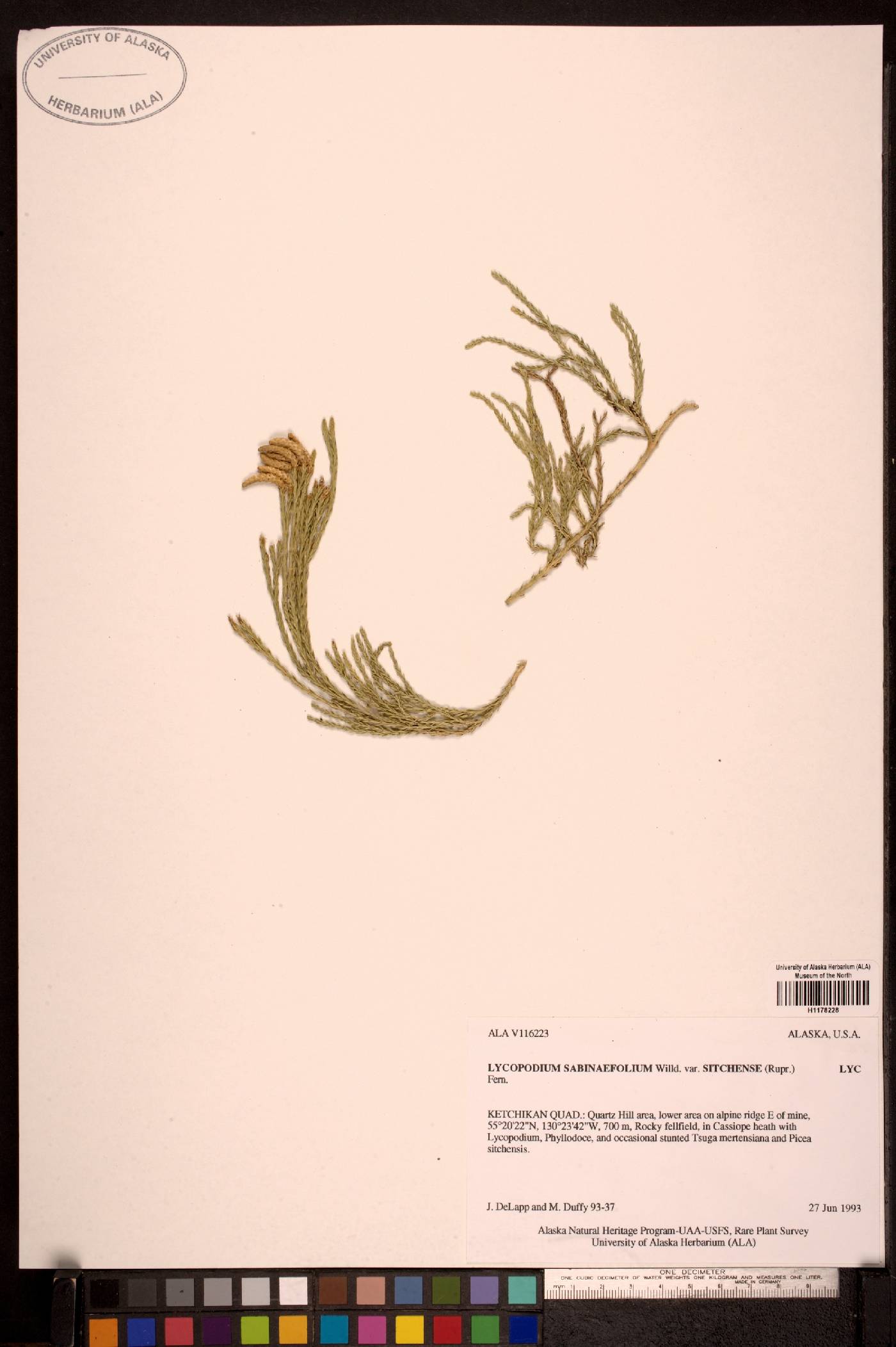 Lycopodium sabinaefolium var. sitchense image