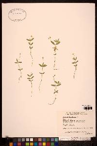 Moehringia lateriflora image