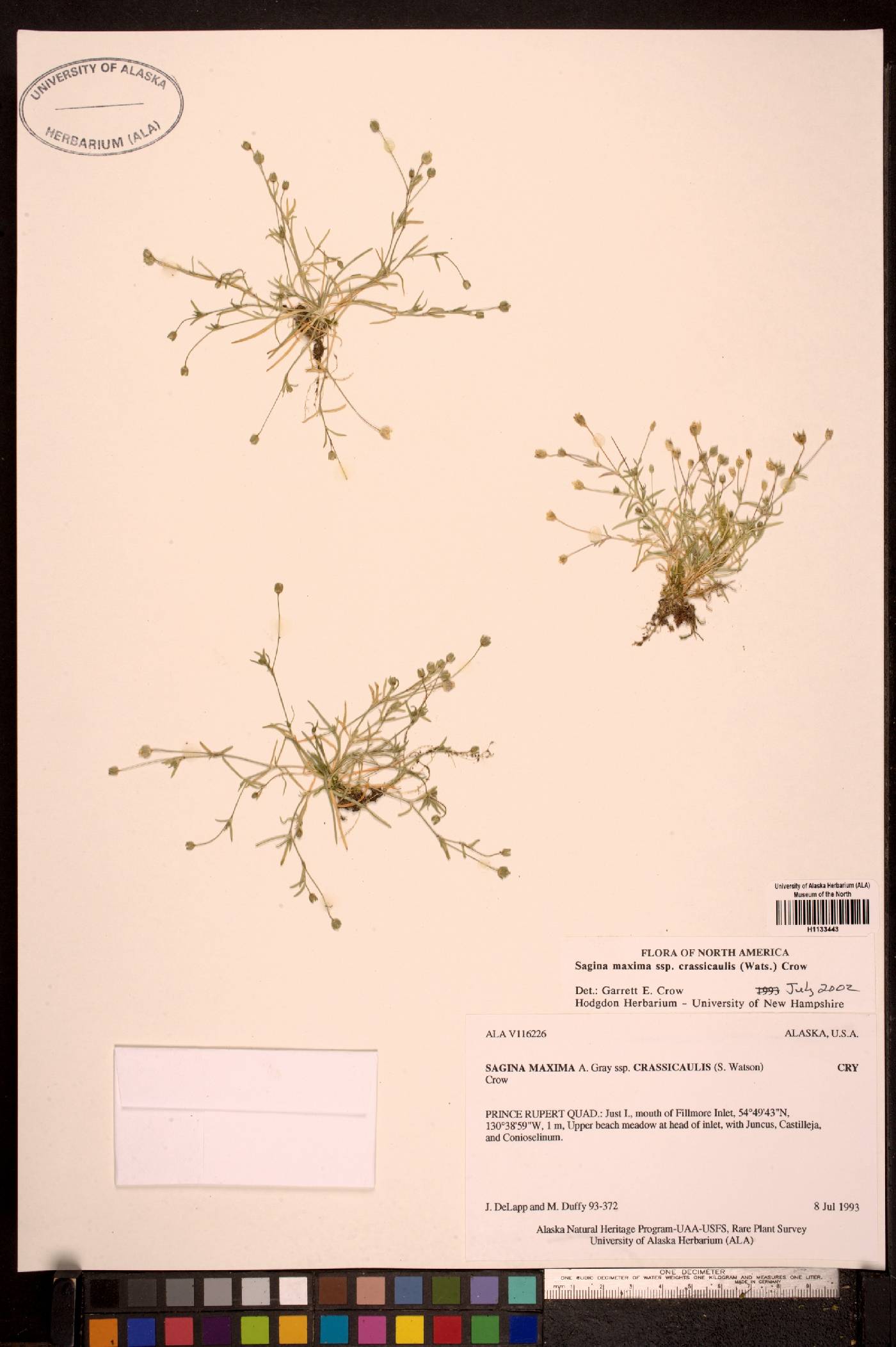 Sagina maxima subsp. crassicaulis image