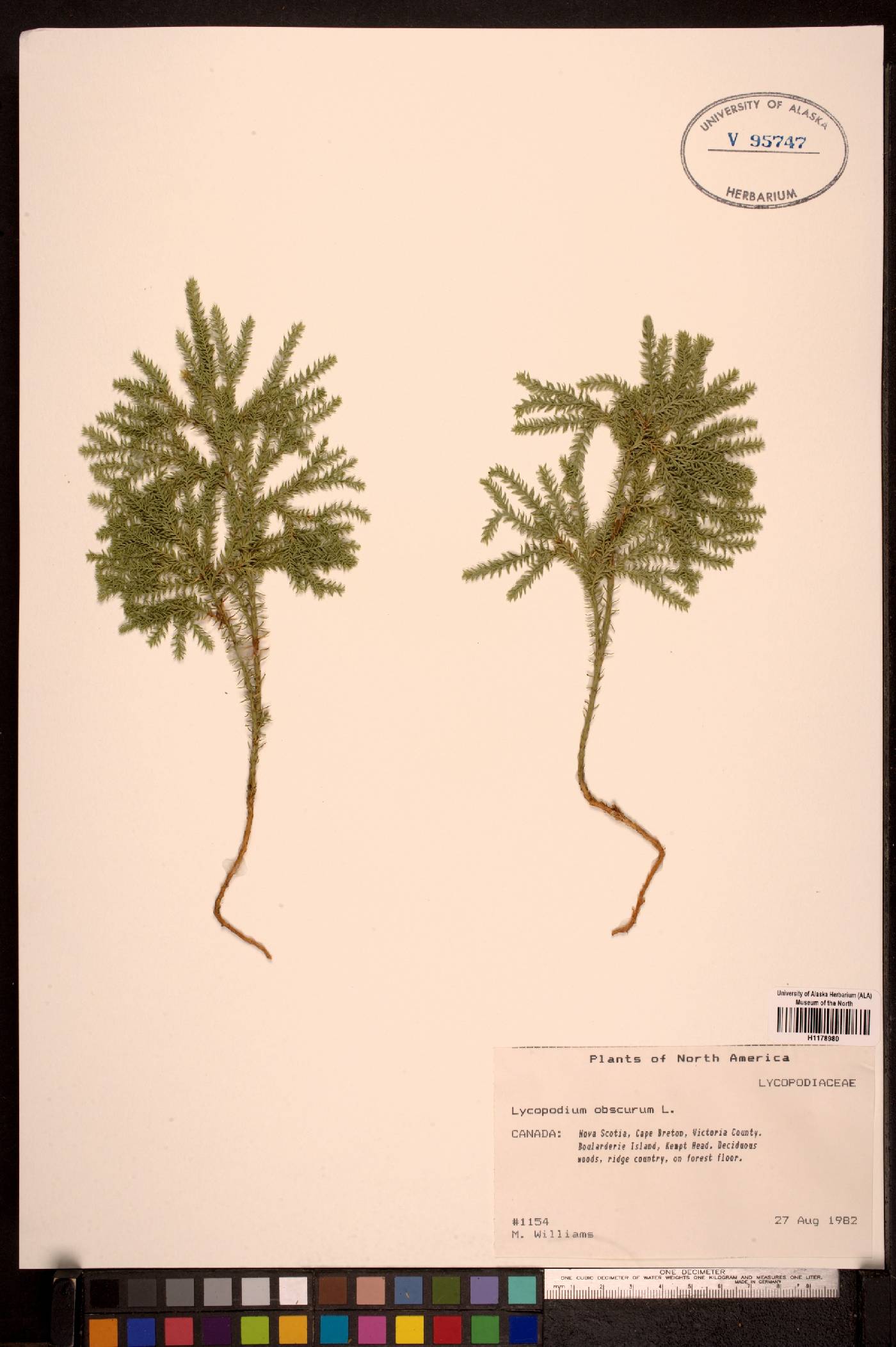 Dendrolycopodium dendroideum image