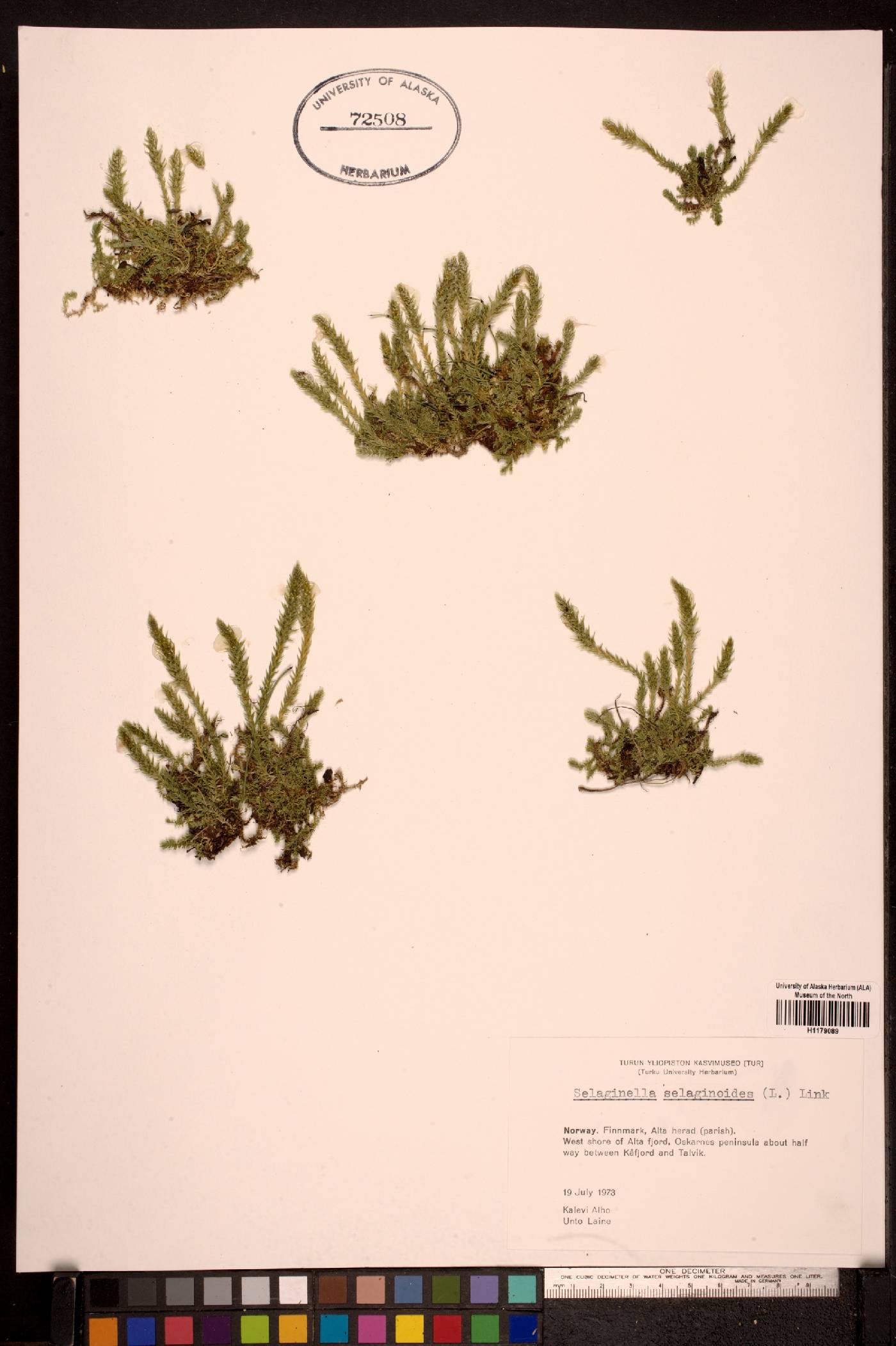 Selaginella selaginoides image