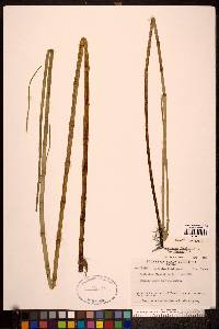 Equisetum fluviatile image