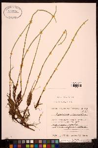 Salix reticulata image