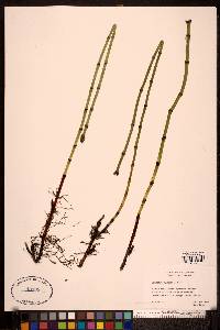 Equisetum fluviatile image