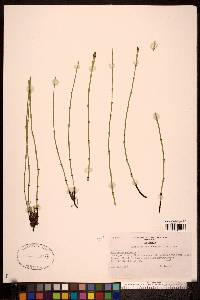 Equisetum palustre image