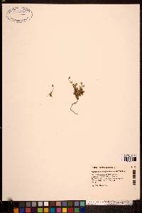 Arenaria pseudofrigida image