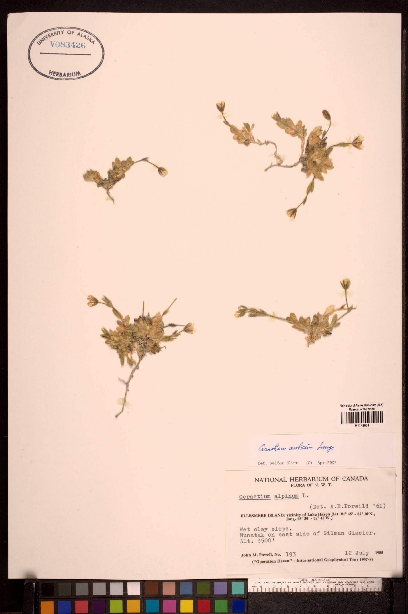 Cerastium arcticum image