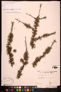 Larix laricina image