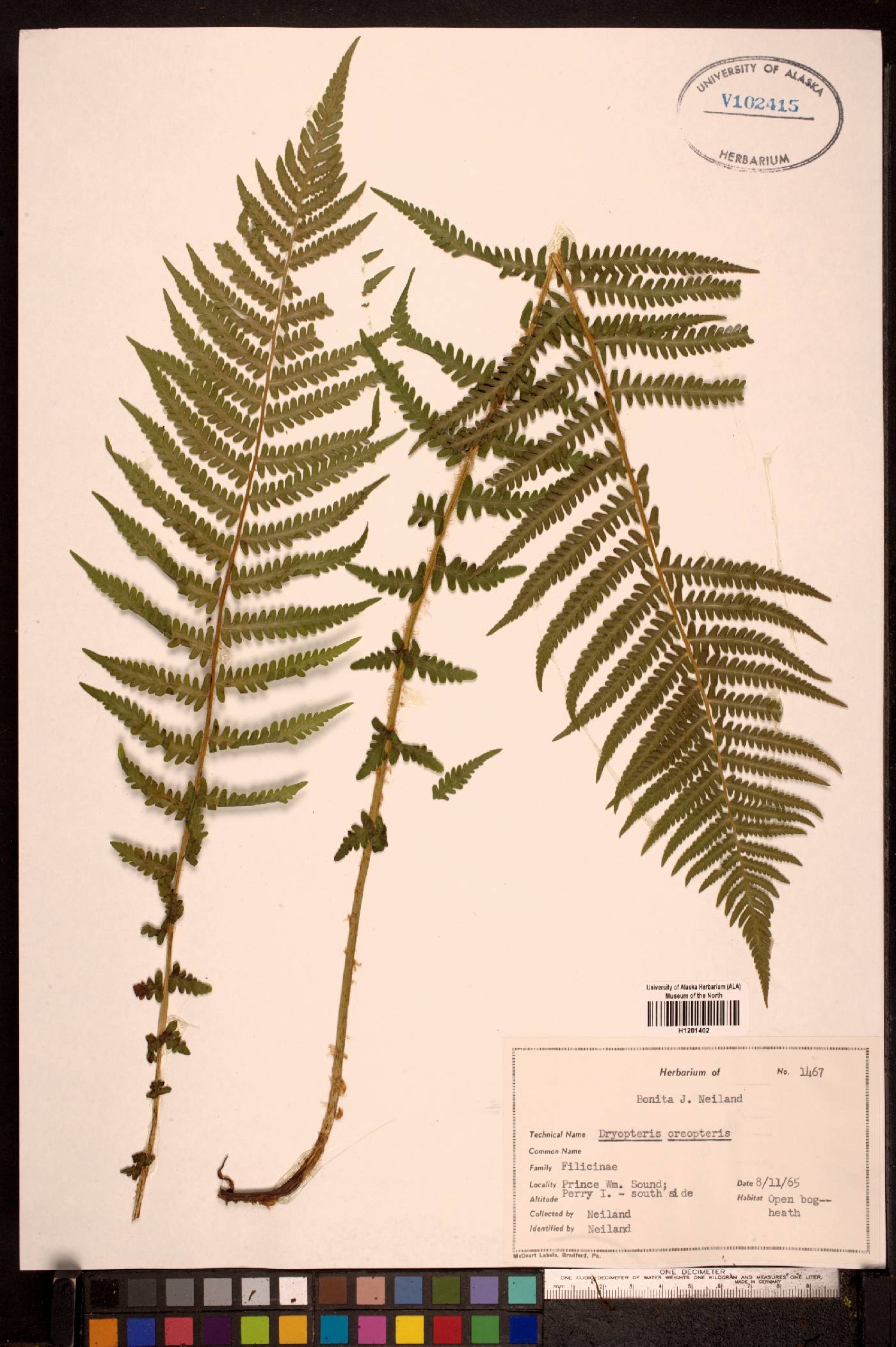 Thelypteris quelpaertensis image