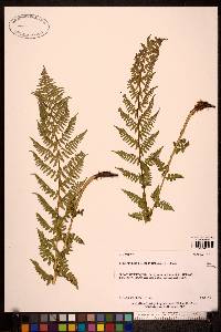 Thelypteris limbosperma image