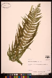 Thelypteris limbosperma image