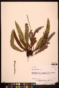 Blechnum spicant image