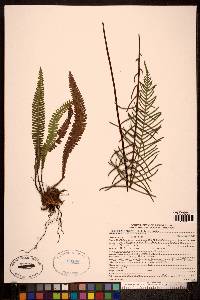 Blechnum spicant image