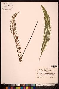 Blechnum spicant image