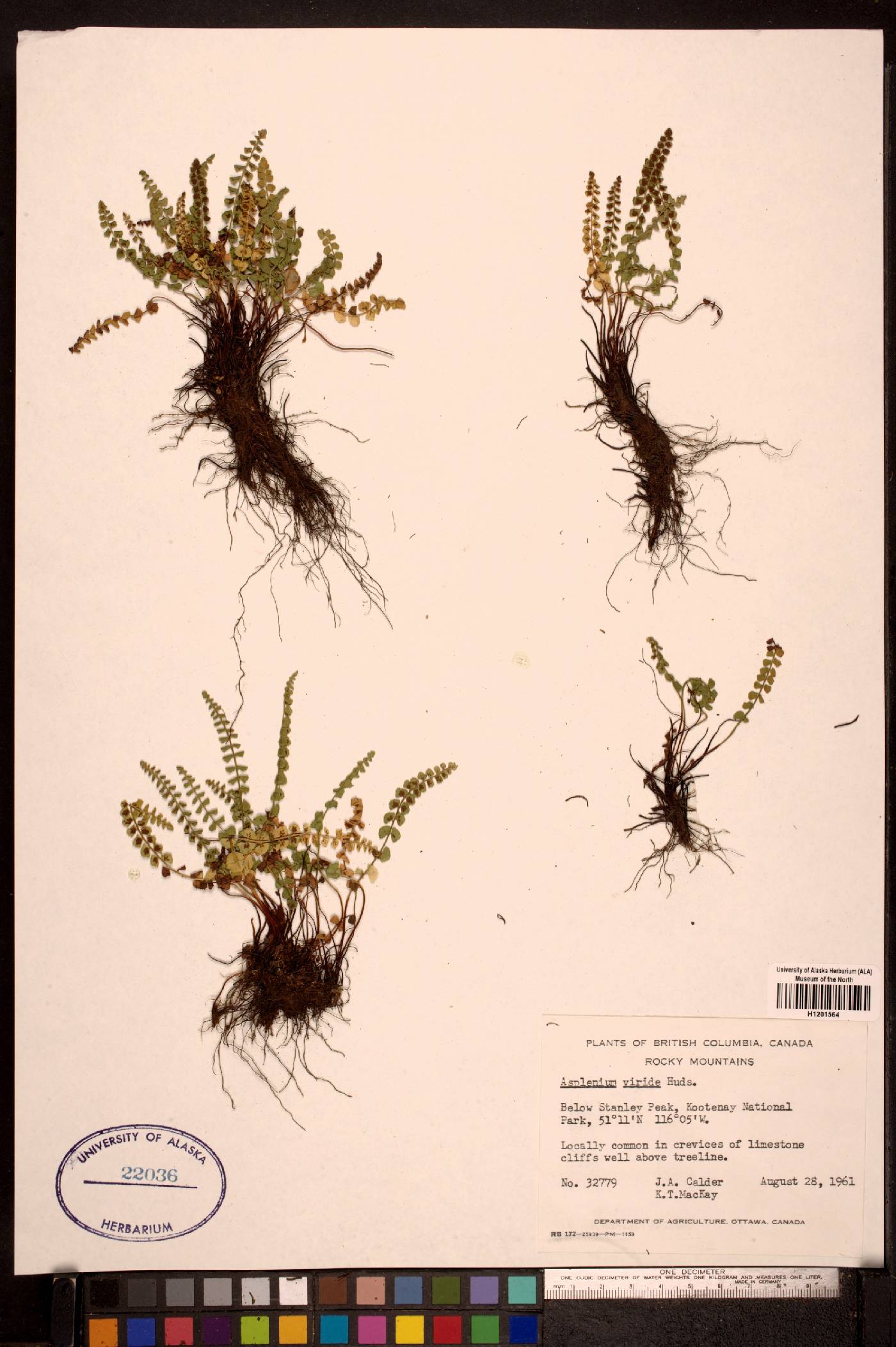 Asplenium trichomanes-ramosum image