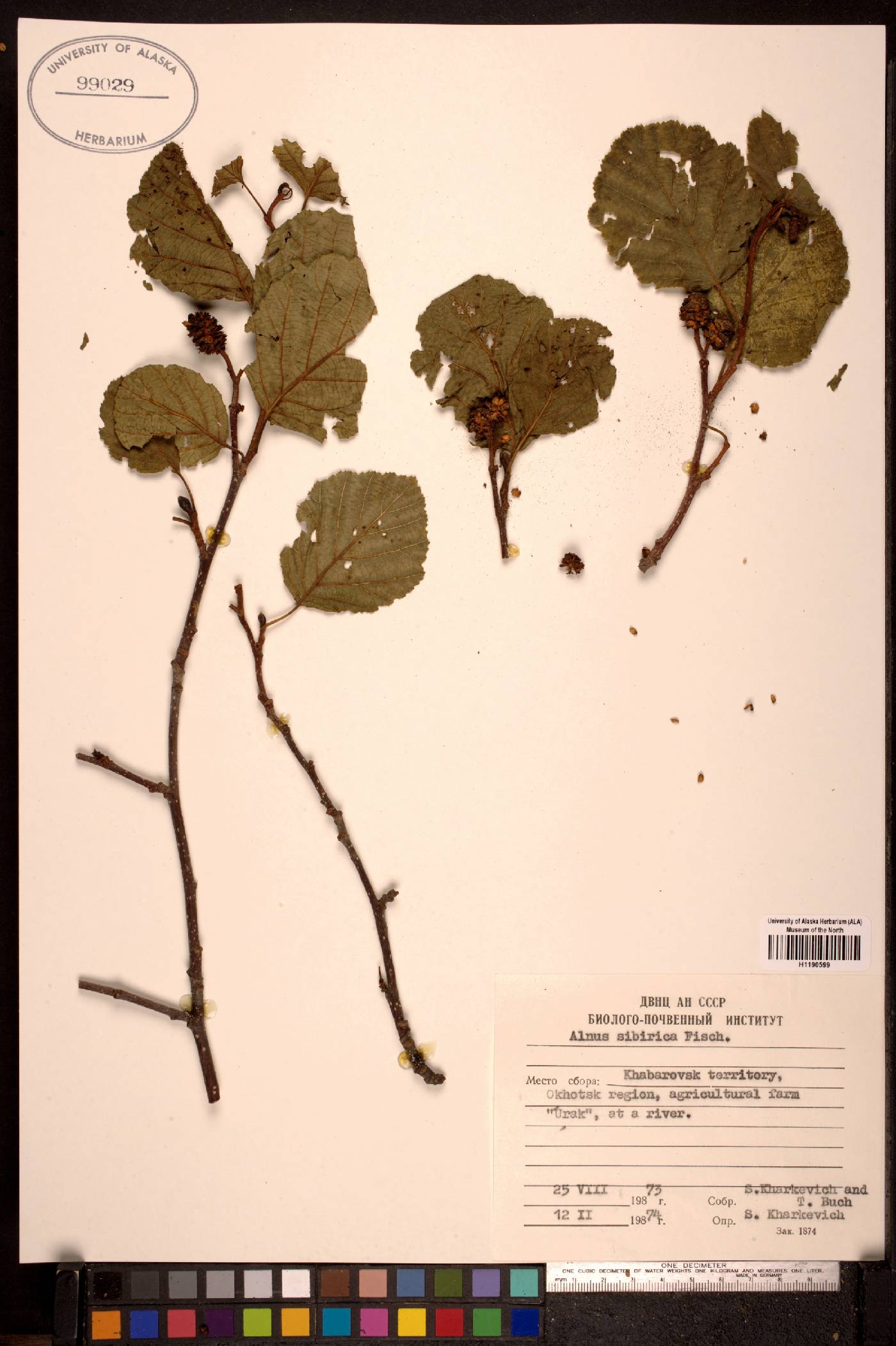 Alnus hirsuta image