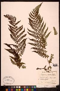 Athyrium alpestre image