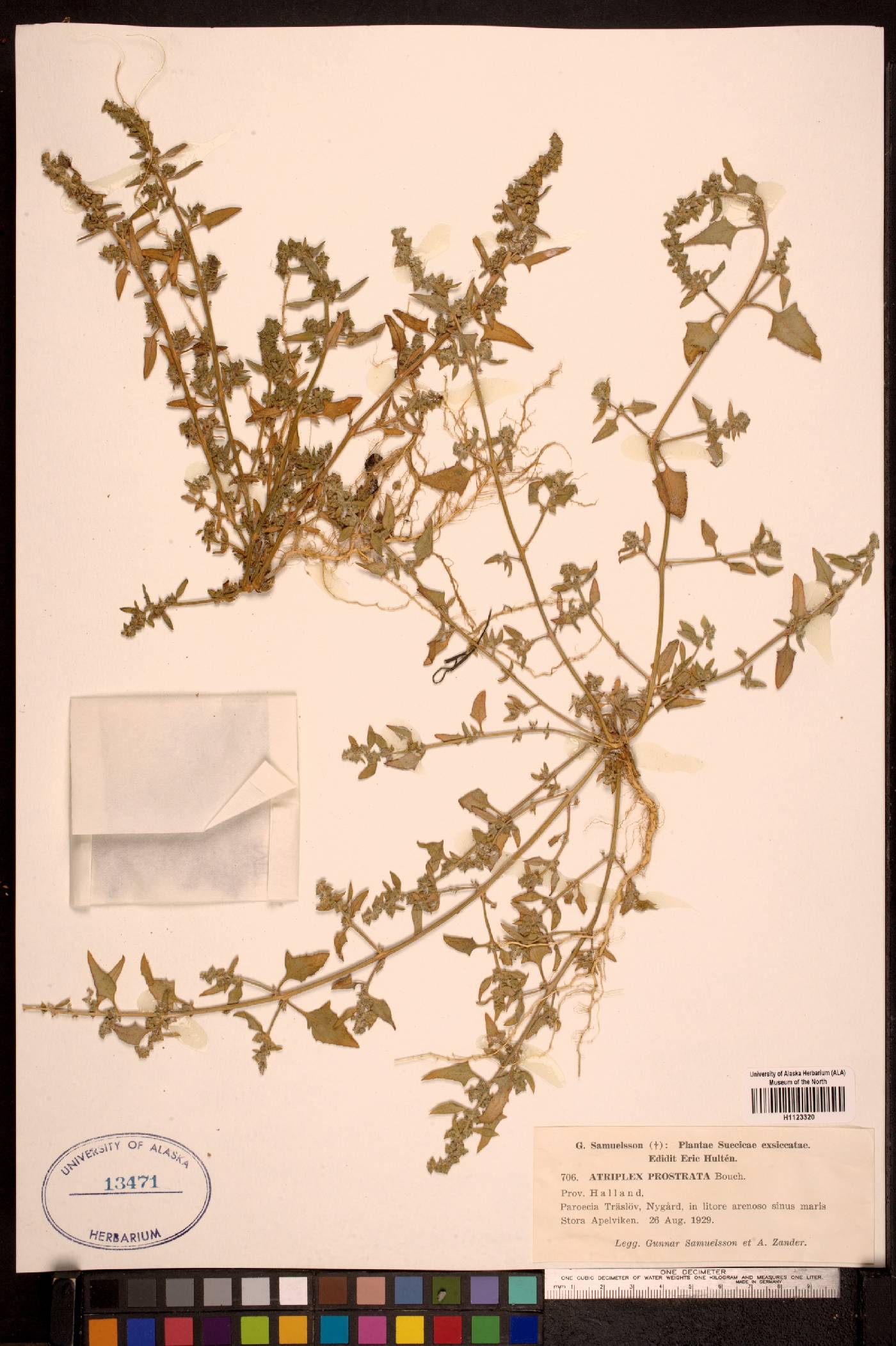 Atriplex prostrata image