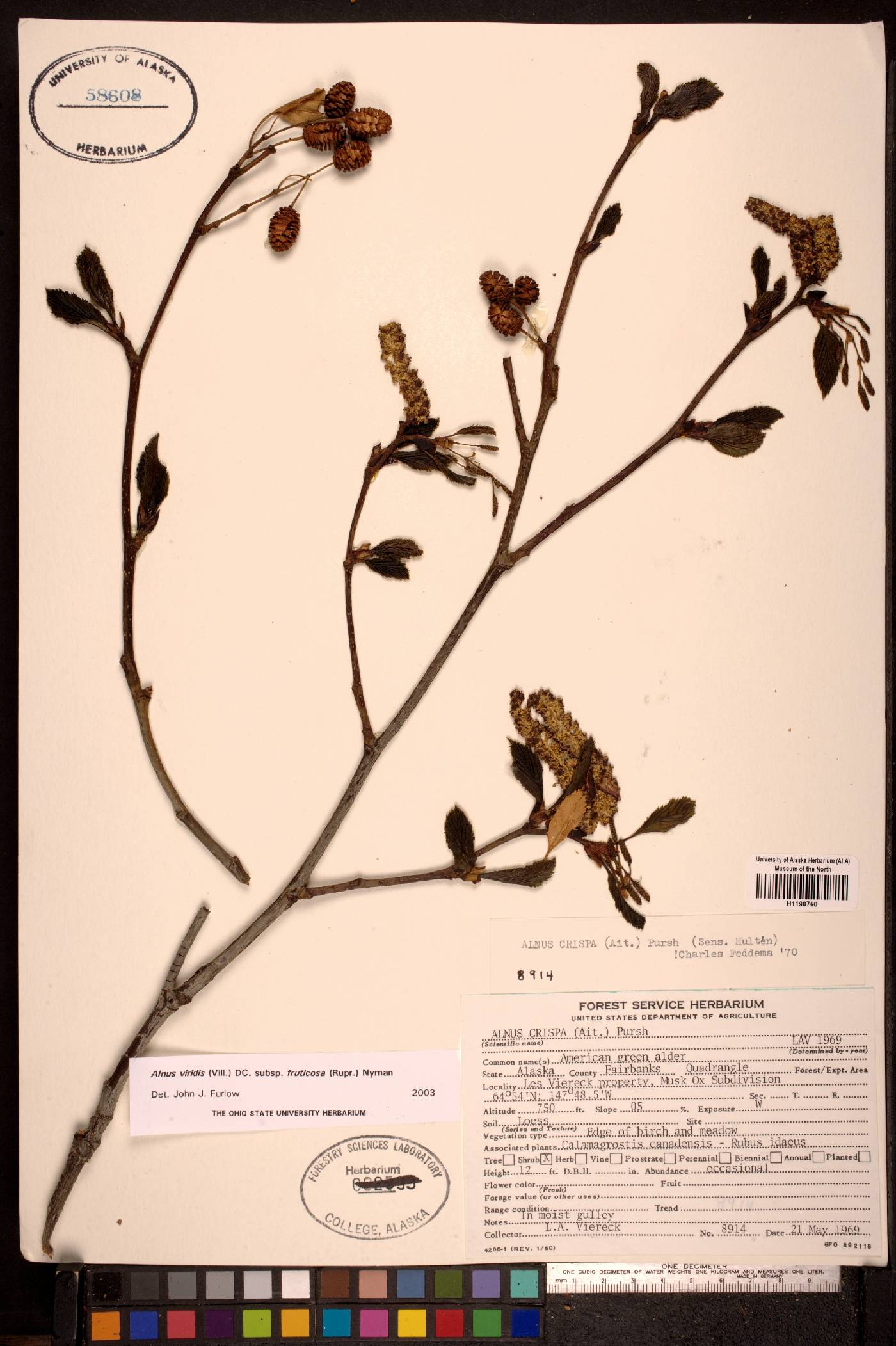 Alnus viridis subsp. fruticosa image