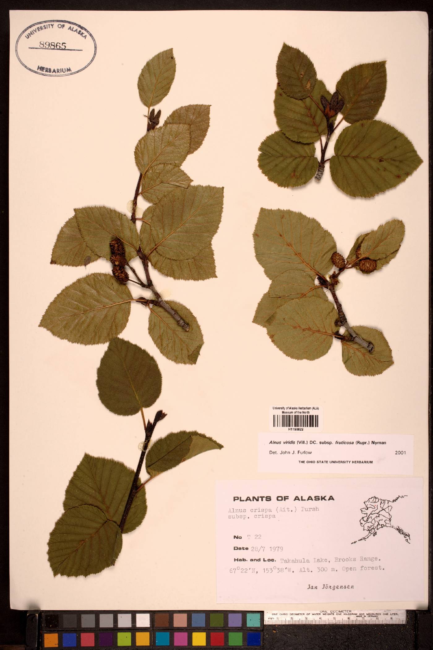 Alnus viridis subsp. fruticosa image